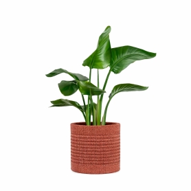 Kartell - Kleo